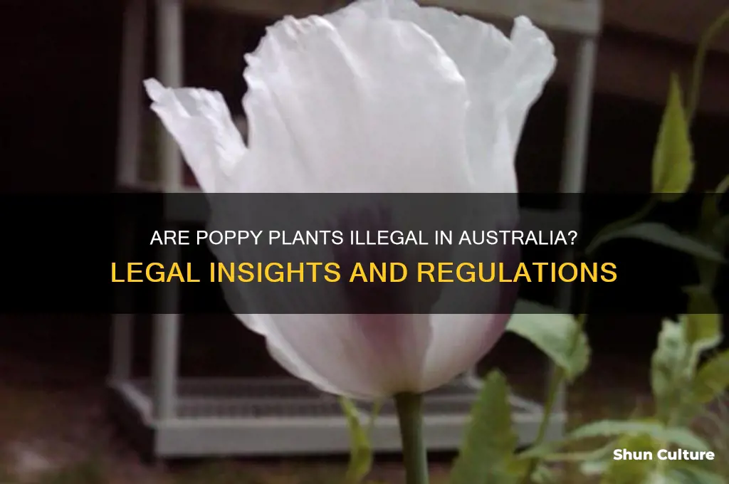 are poppy plants illegal in australia