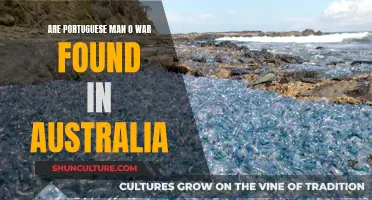 The Dangerous Portuguese Man O' War: An Australian Concern?
