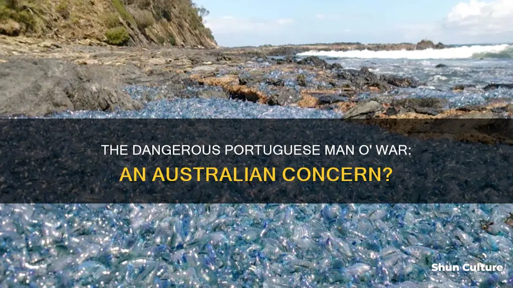 are portuguese man o war found in australia