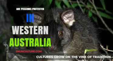 Possum Protection Laws in Western Australia: What You Need to Know