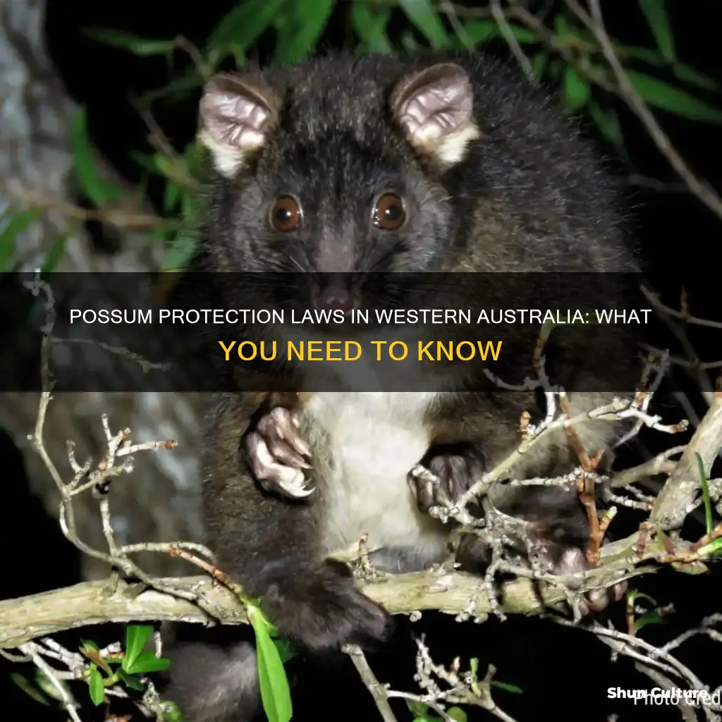 are possums protected in western australia