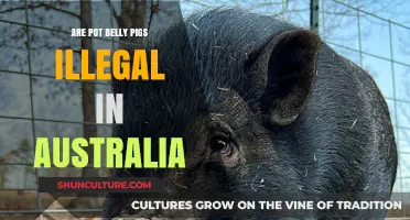 Pot Belly Pigs in Australia: Legal Status and Ownership Rules