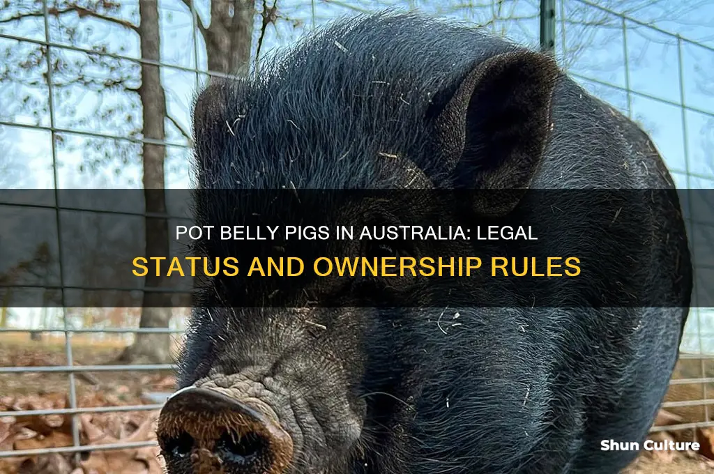 are pot belly pigs illegal in australia