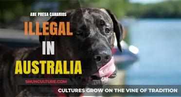 Are Presa Canarios Banned in Australia? Legal Status Explained