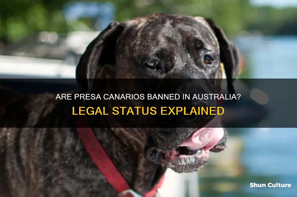 are presa canarios illegal in australia