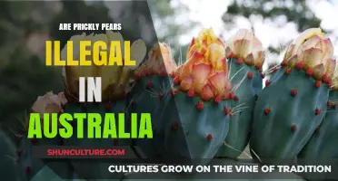 Are Prickly Pears Outlawed in Australia? Legal Status Explained