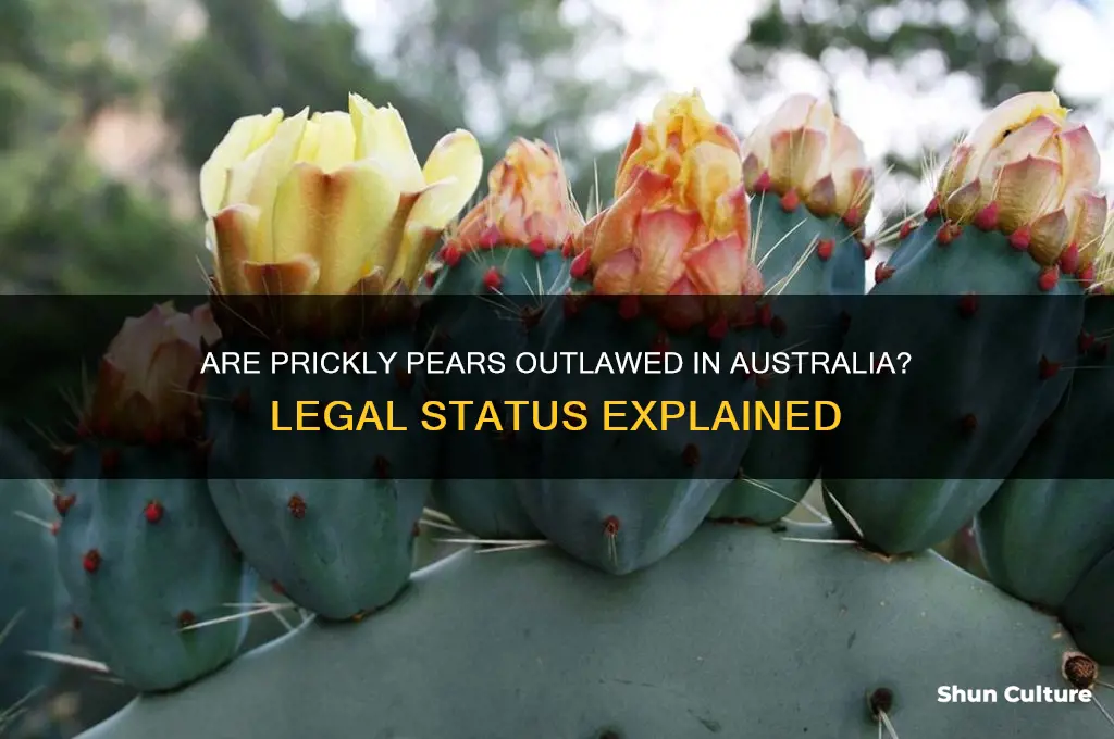 are prickly pears illegal in australia