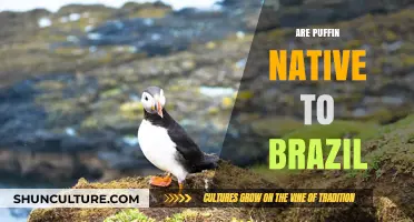 Are Puffins Native to Brazil? Exploring Their Geographic Range