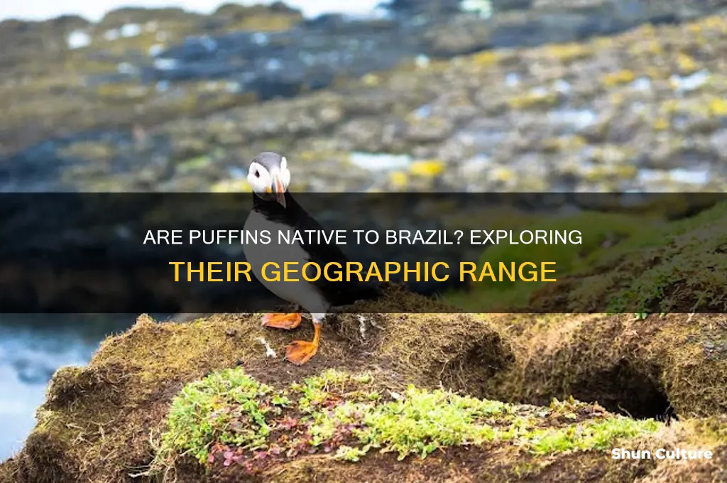 are puffin native to brazil