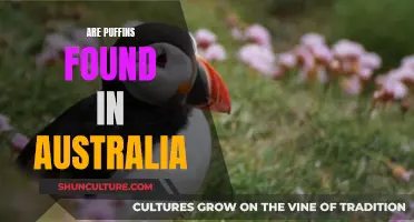 Puffin Presence: Australia's Unique Coastal Attraction