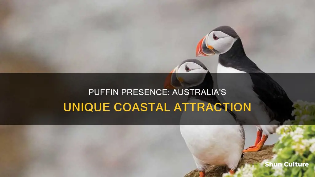 are puffins found in australia