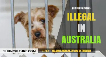 Are Puppy Farms Illegal in Australia? Understanding the Legal Landscape
