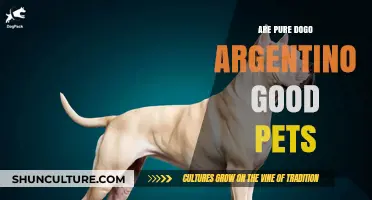 Are Pure Dogo Argentino Good Pets: A Comprehensive Guide