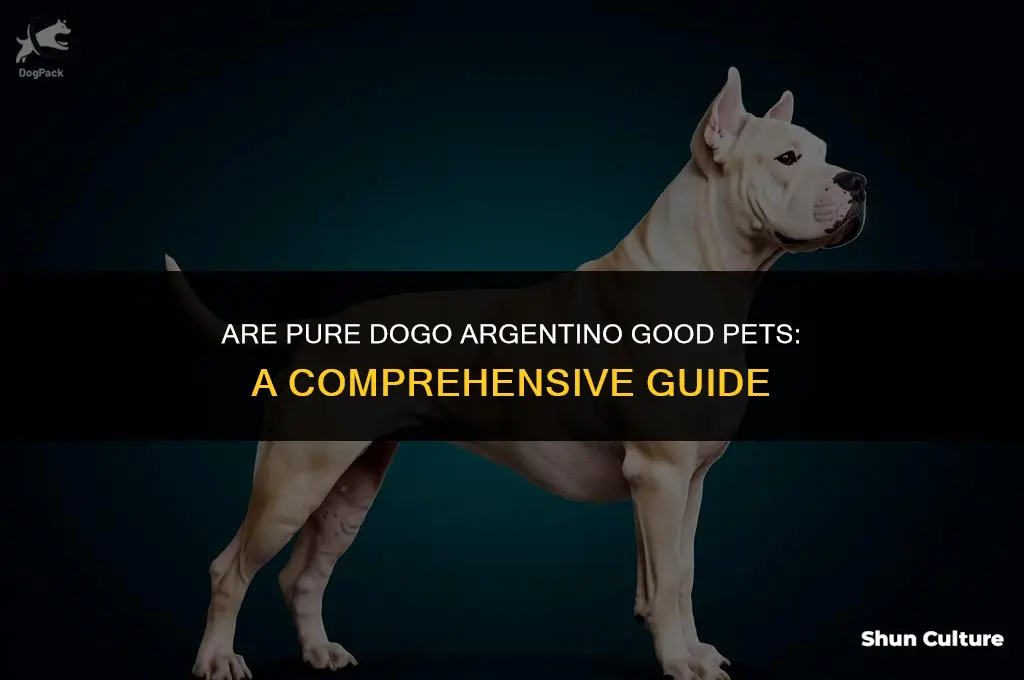 are pure dogo argentino good pets