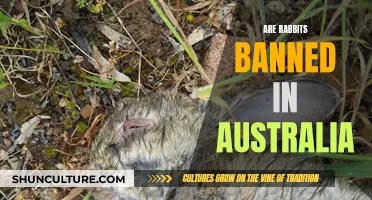 Rabbit Ban in Australia: Why?