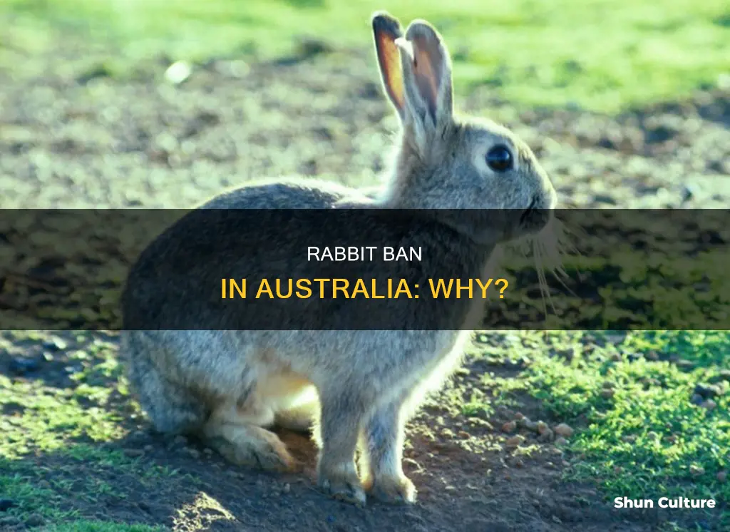 are rabbits banned in australia
