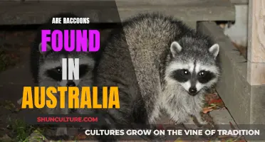 Raccoons in Australia: An Unlikely Visitor Down Under