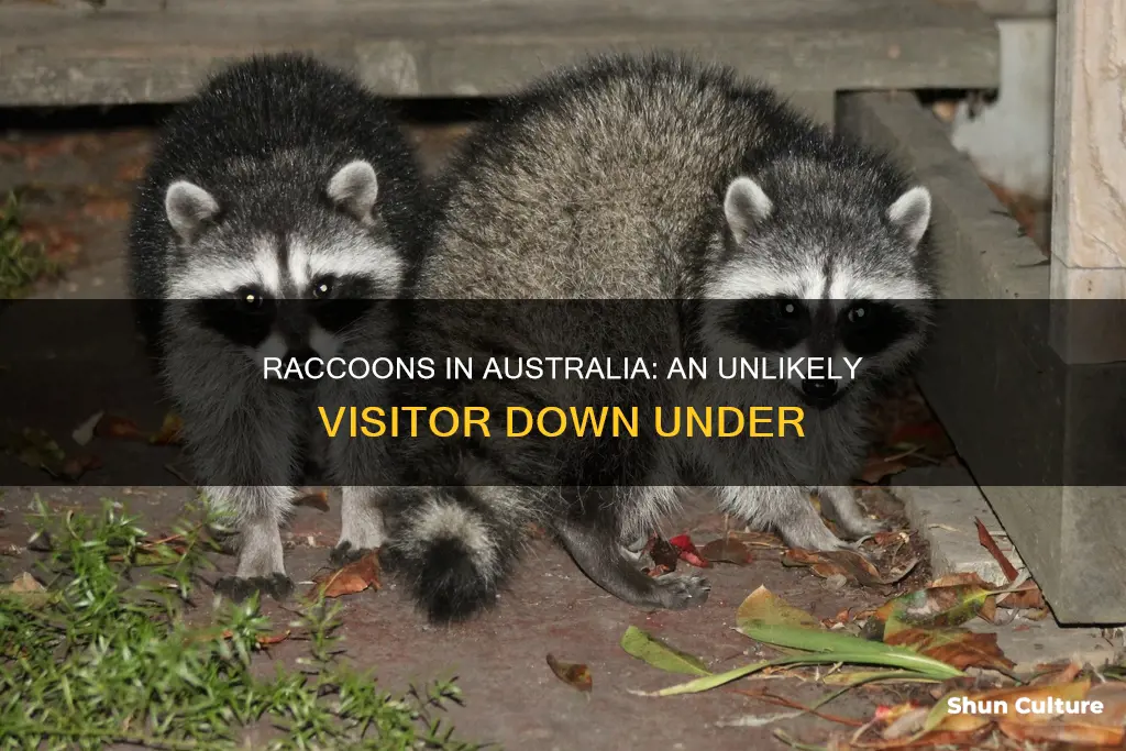 are raccoons found in australia