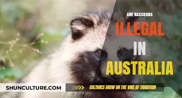 Are Raccoons Illegal in Australia? Exploring the Legalities and Reasons