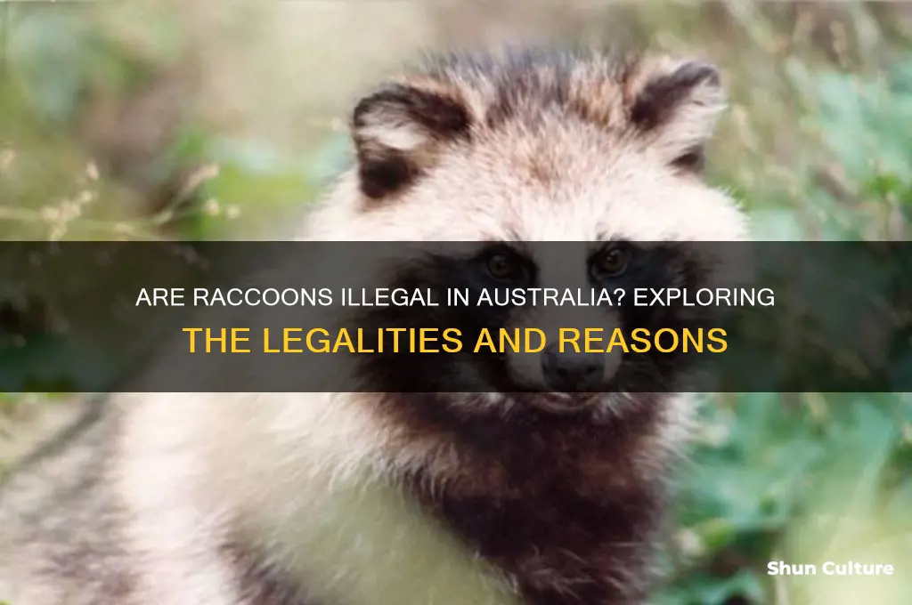 are raccoons illegal in australia
