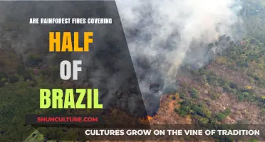 Brazil's Rainforest Fires: Are They Consuming Half the Country?