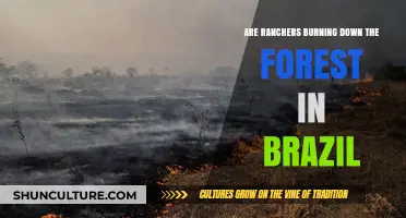Ranchers and Brazil's Forest Fires: Uncovering the Truth Behind the Blazes