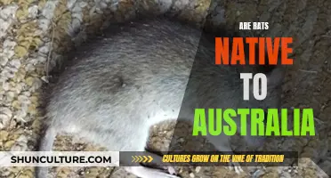 Rats in Australia: An Invasive Species