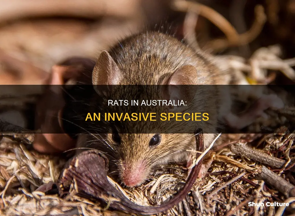 are rats native to australia