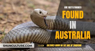 Rattlesnakes: Are They a Danger Down Under?