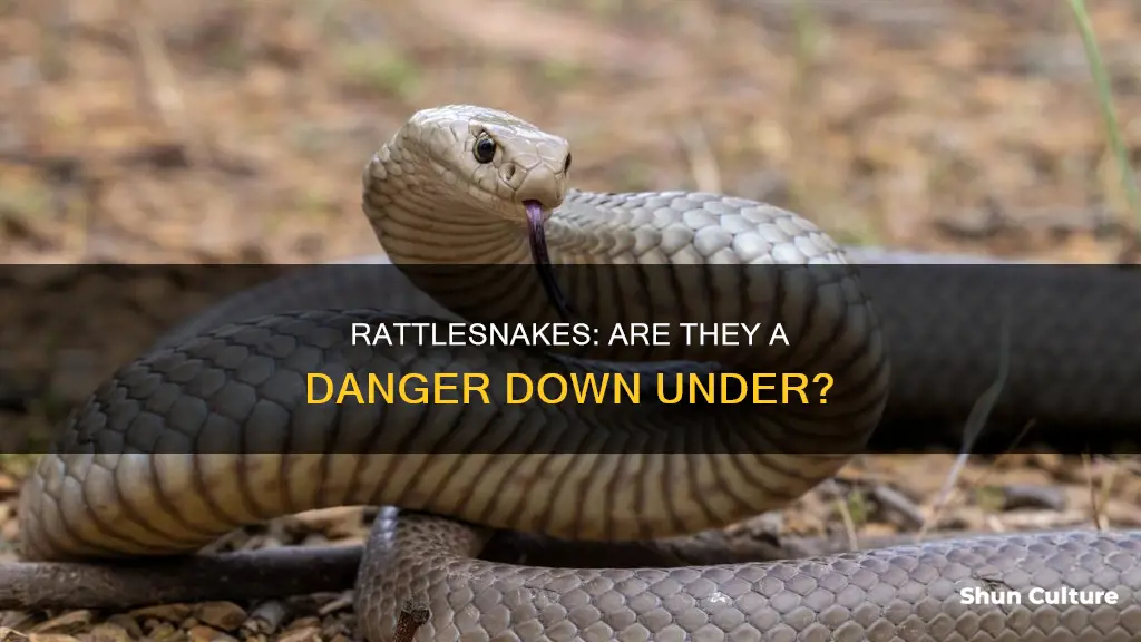 are rattlesnakes found in australia