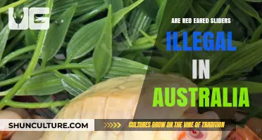 Are Red-Eared Sliders Illegal in Australia? What You Need to Know