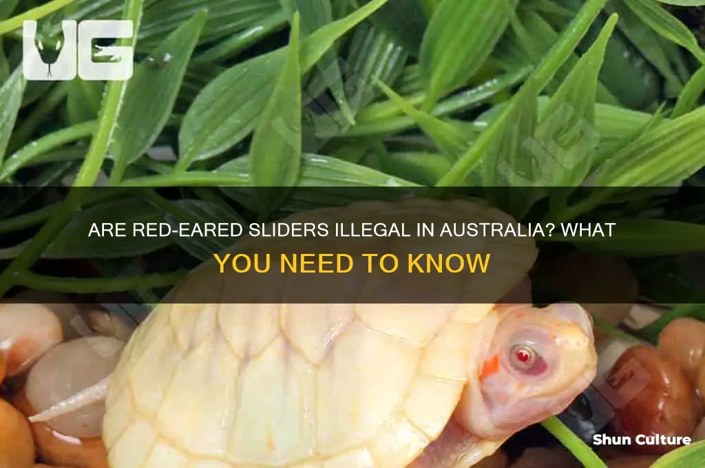 are red eared sliders illegal in australia