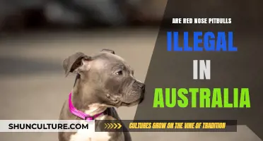 Are Red Nose Pitbulls Banned in Australia? Legal Status Explained