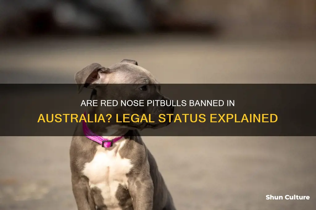 are red nose pitbulls illegal in australia