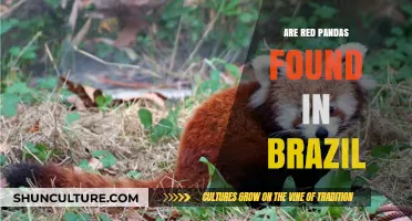 Red Pandas in Brazil: Myth or Misconception?