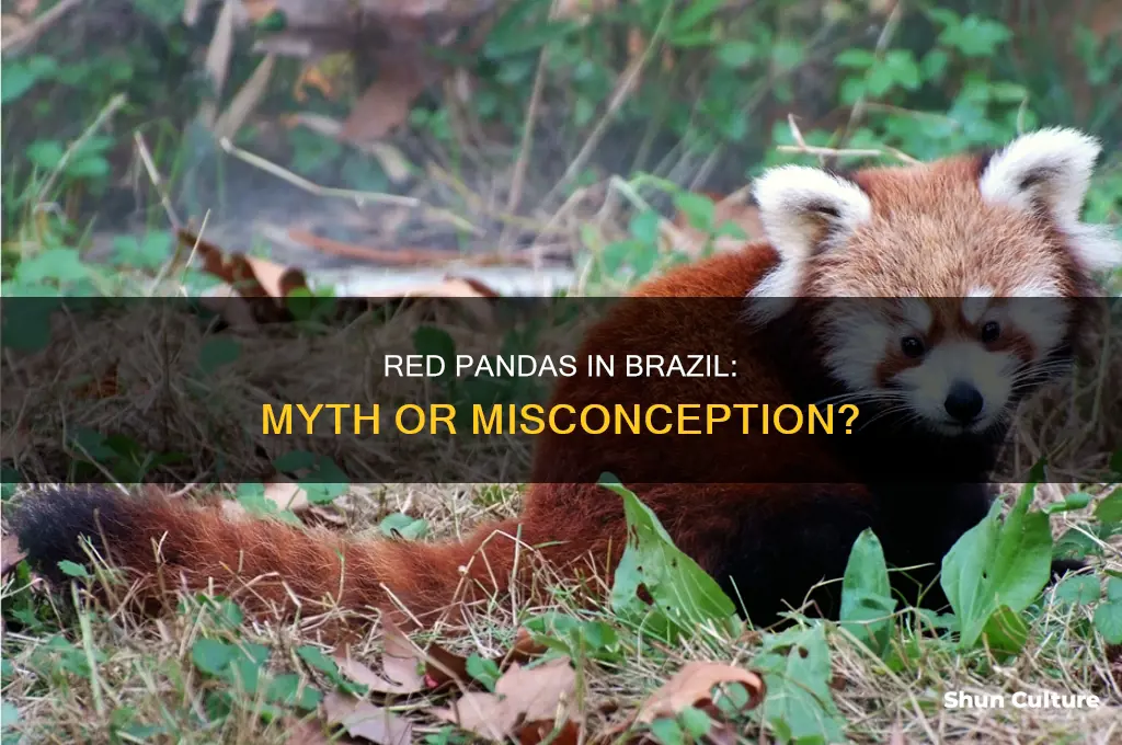 are red pandas found in brazil