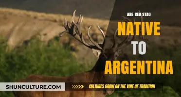 Exploring the Origins: Are Red Stags Truly Native to Argentina?
