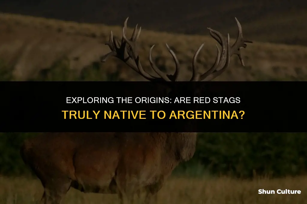 are red stag native to argentina