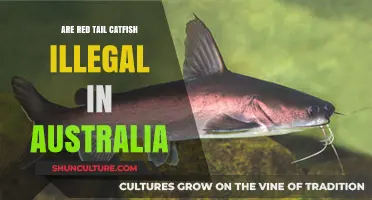 Are Red Tail Catfish Illegal in Australia? Legal Insights