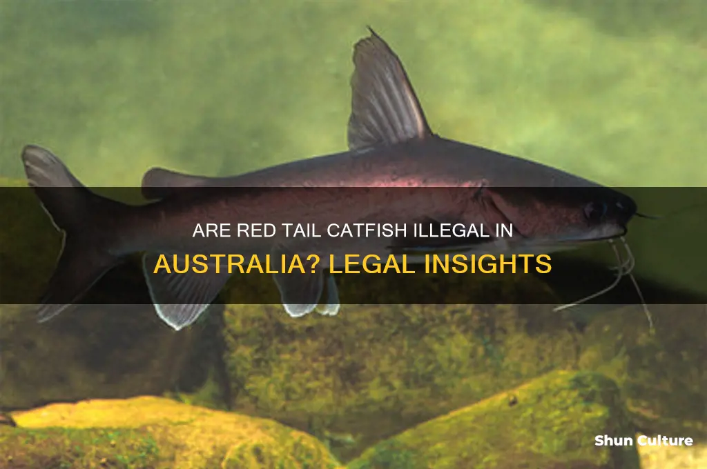 are red tail catfish illegal in australia
