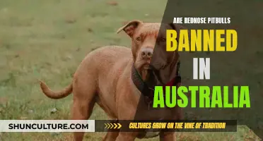 The Truth About Red Nose Pitbulls in Australia