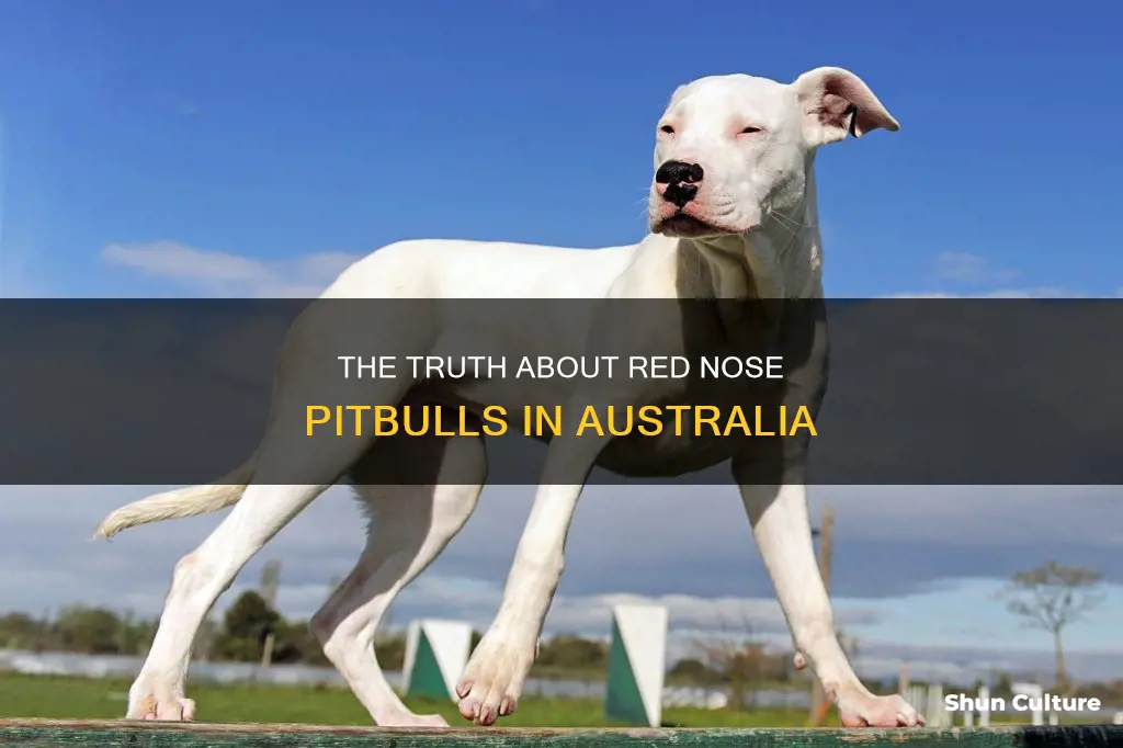 are rednose pitbulls banned in australia