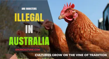 Are Roosters Illegal in Australia? Exploring Urban Poultry Laws