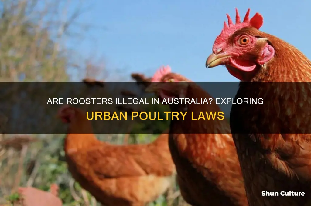 are roosters illegal in australia