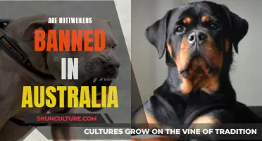 Rottweilers in Australia: Banned or Not?