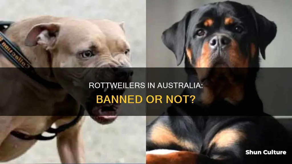 are rottweilers banned in australia