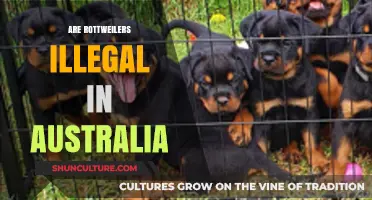 Are Rottweilers Banned in Australia? Legal Status Explained