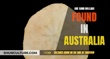 Sand Dollars: Are They Found on Australian Shores?