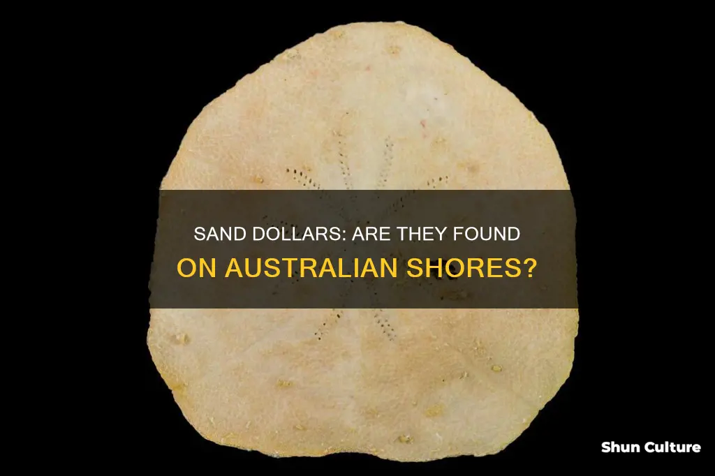 are sand dollars found in australia