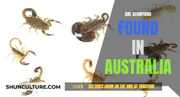 Scorpions in Australia: What You Need to Know